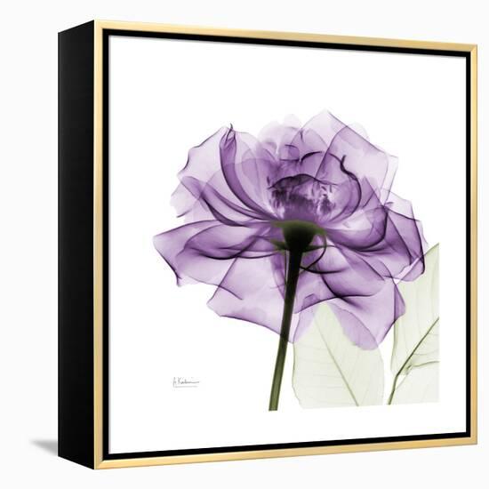 Purple Rose-Albert Koetsier-Framed Stretched Canvas