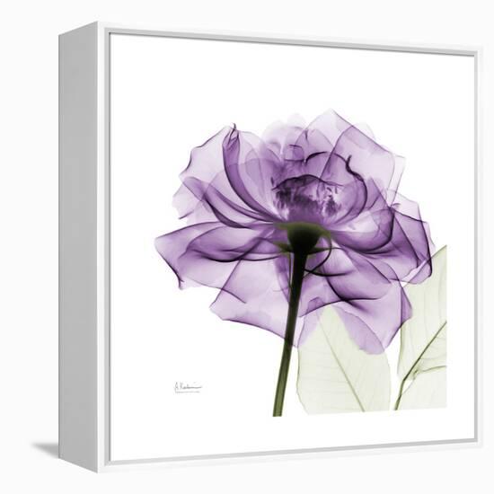 Purple Rose-Albert Koetsier-Framed Stretched Canvas