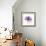 Purple Rose-Albert Koetsier-Framed Premium Giclee Print displayed on a wall