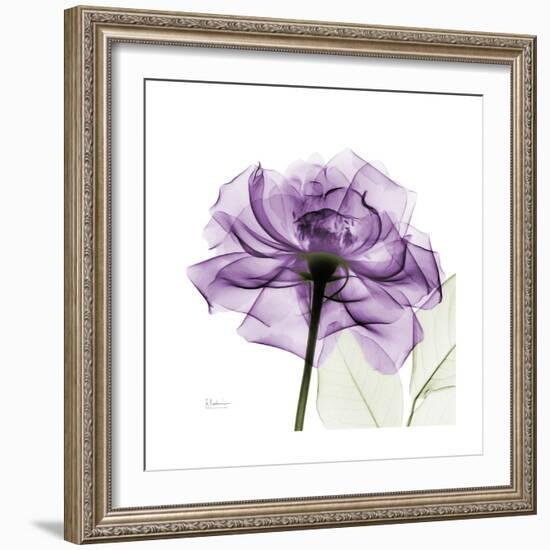 Purple Rose-Albert Koetsier-Framed Premium Giclee Print