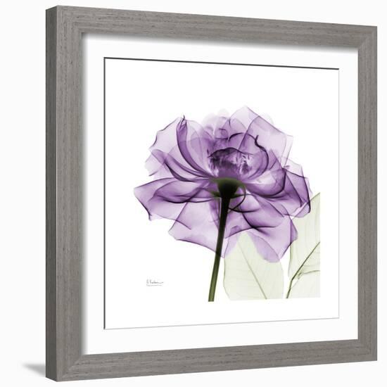 Purple Rose-Albert Koetsier-Framed Premium Giclee Print