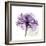 Purple Rose-Albert Koetsier-Framed Premium Giclee Print