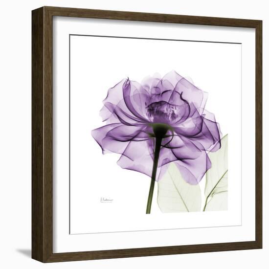 Purple Rose-Albert Koetsier-Framed Premium Giclee Print