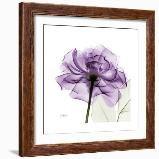 Purple Rose-Albert Koetsier-Framed Premium Giclee Print