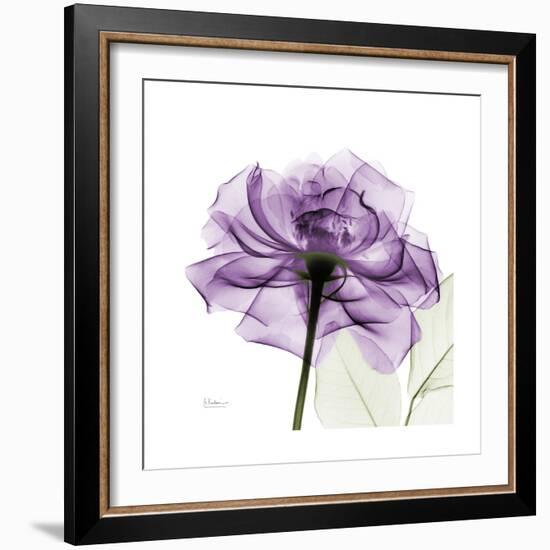 Purple Rose-Albert Koetsier-Framed Premium Giclee Print