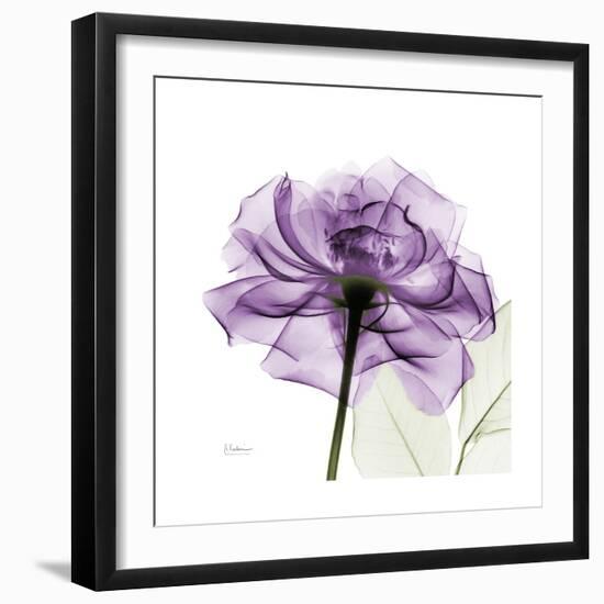 Purple Rose-Albert Koetsier-Framed Premium Giclee Print