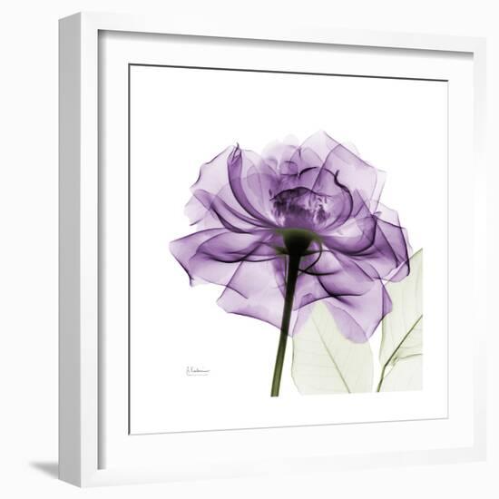 Purple Rose-Albert Koetsier-Framed Premium Giclee Print