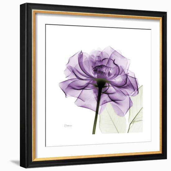 Purple Rose-Albert Koetsier-Framed Premium Giclee Print