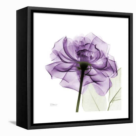 Purple Rose-Albert Koetsier-Framed Stretched Canvas