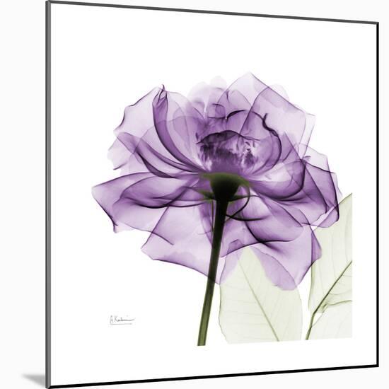 Purple Rose-Albert Koetsier-Mounted Art Print