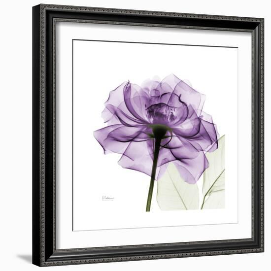 Purple Rose-Albert Koetsier-Framed Art Print