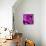 Purple Rose-null-Photographic Print displayed on a wall