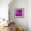 Purple Rose-null-Framed Photographic Print displayed on a wall