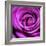 Purple Rose-null-Framed Photographic Print