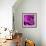 Purple Rose-null-Framed Photographic Print displayed on a wall