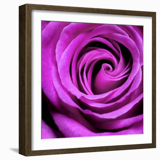 Purple Rose-null-Framed Photographic Print