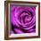 Purple Rose-null-Framed Photographic Print