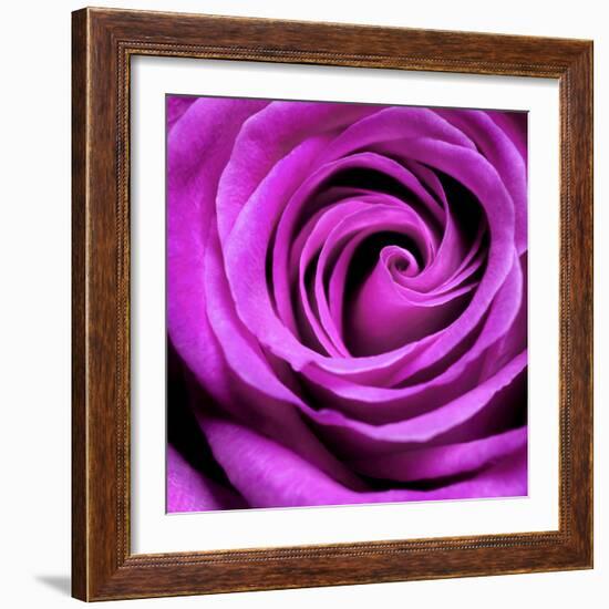 Purple Rose-null-Framed Photographic Print