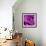 Purple Rose-null-Framed Photographic Print displayed on a wall