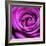 Purple Rose-null-Framed Photographic Print