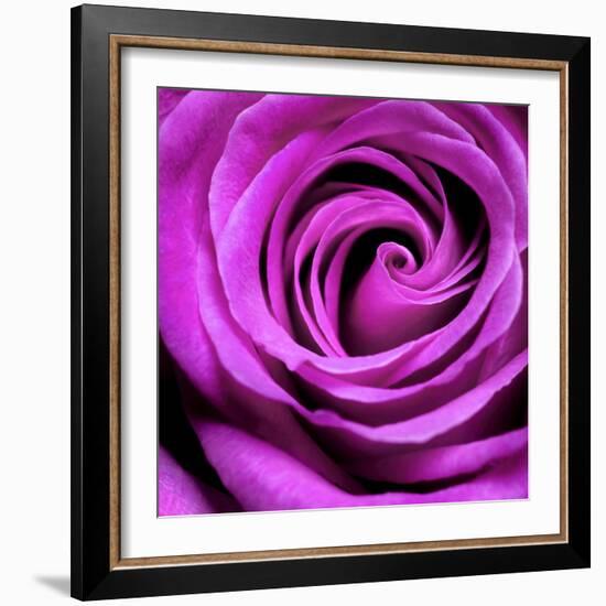 Purple Rose-null-Framed Photographic Print