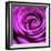 Purple Rose-null-Framed Photographic Print