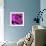 Purple Rose-null-Framed Photographic Print displayed on a wall