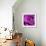 Purple Rose-null-Framed Photographic Print displayed on a wall