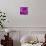 Purple Rose-null-Mounted Photographic Print displayed on a wall