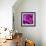 Purple Rose-null-Framed Photographic Print displayed on a wall