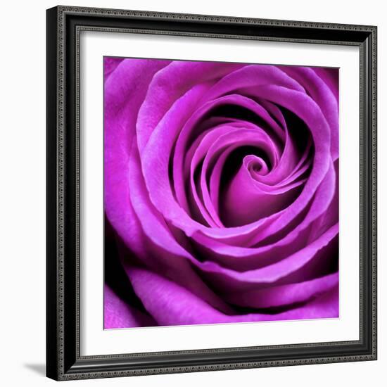 Purple Rose-null-Framed Photographic Print