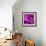 Purple Rose-null-Framed Photographic Print displayed on a wall