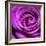 Purple Rose-null-Framed Photographic Print