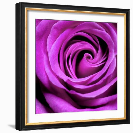 Purple Rose-null-Framed Photographic Print