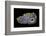 Purple Sagenite Agate, Quartzsite, AZ-Darrell Gulin-Framed Photographic Print