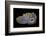 Purple Sagenite Agate, Quartzsite, AZ-Darrell Gulin-Framed Photographic Print