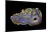 Purple Sagenite Agate, Quartzsite, AZ-Darrell Gulin-Mounted Photographic Print