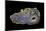 Purple Sagenite Agate, Quartzsite, AZ-Darrell Gulin-Mounted Photographic Print