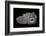 Purple Sagenite Agate, Quartzsite, AZ-Darrell Gulin-Framed Photographic Print