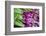 Purple scallions, USA-Jim Engelbrecht-Framed Photographic Print