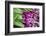 Purple scallions, USA-Jim Engelbrecht-Framed Photographic Print