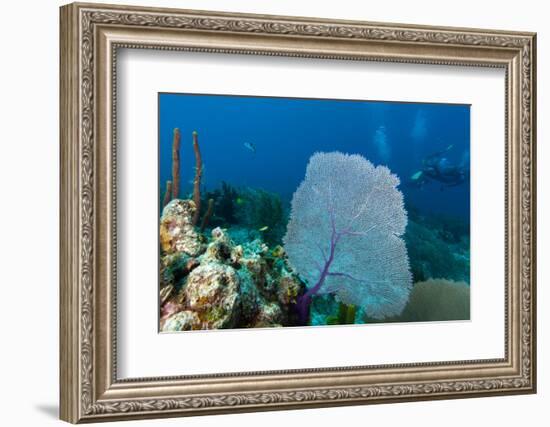 Purple Sea Fan (Gorgonia Ventalina) with Divers in Background-James White-Framed Photographic Print