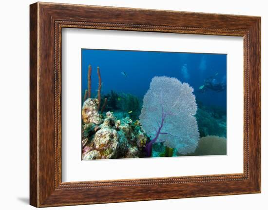 Purple Sea Fan (Gorgonia Ventalina) with Divers in Background-James White-Framed Photographic Print