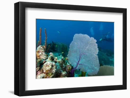 Purple Sea Fan (Gorgonia Ventalina) with Divers in Background-James White-Framed Photographic Print