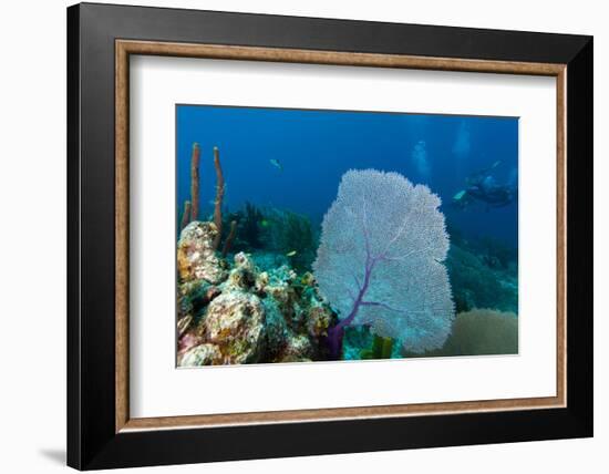 Purple Sea Fan (Gorgonia Ventalina) with Divers in Background-James White-Framed Photographic Print