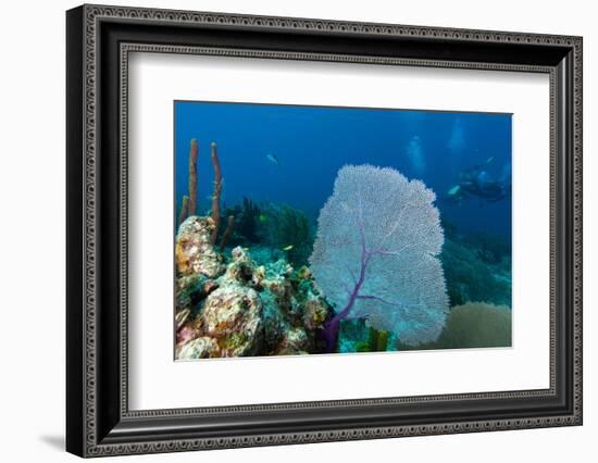 Purple Sea Fan (Gorgonia Ventalina) with Divers in Background-James White-Framed Photographic Print