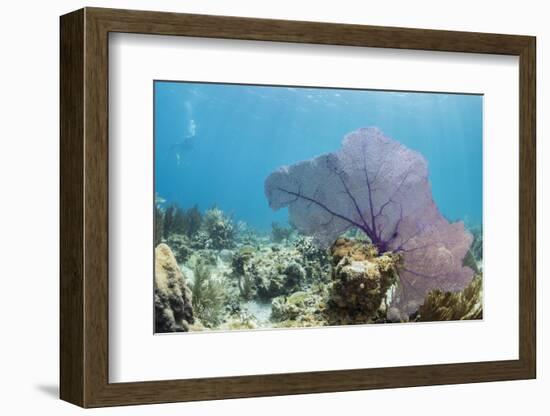 Purple Sea Fan Soft Coral , Clear Blue Waters Off of the Isle of Youth, Cuba-James White-Framed Photographic Print