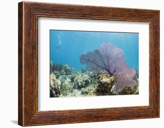 Purple Sea Fan Soft Coral , Clear Blue Waters Off of the Isle of Youth, Cuba-James White-Framed Photographic Print