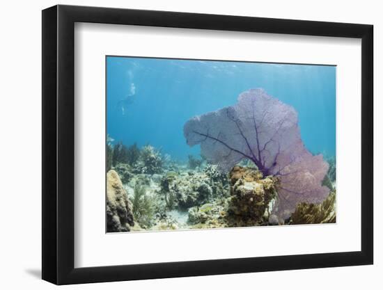 Purple Sea Fan Soft Coral , Clear Blue Waters Off of the Isle of Youth, Cuba-James White-Framed Photographic Print