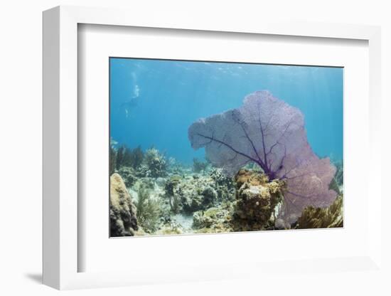 Purple Sea Fan Soft Coral , Clear Blue Waters Off of the Isle of Youth, Cuba-James White-Framed Photographic Print